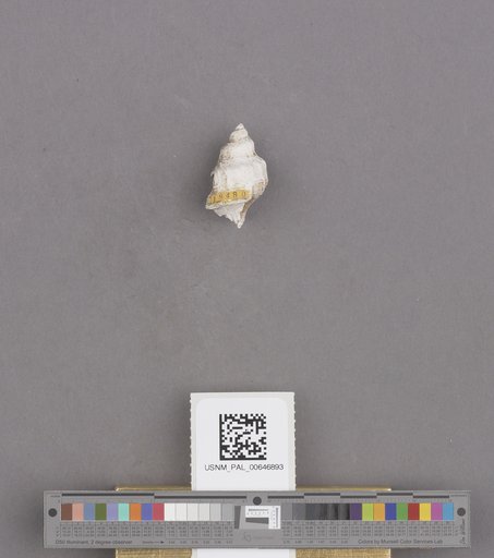 Gastropoda
