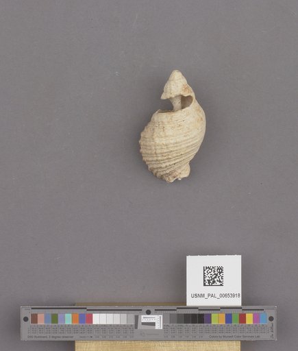 Gastropoda
