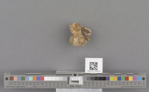 Gastropoda