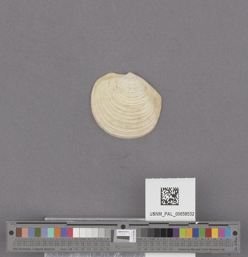 NSF ADBC EPICC TCN