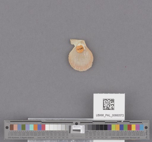 NSF ADBC EPICC TCN