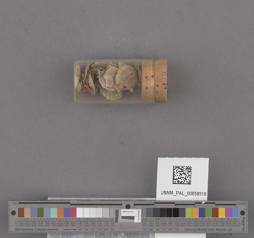 NSF ADBC EPICC TCN