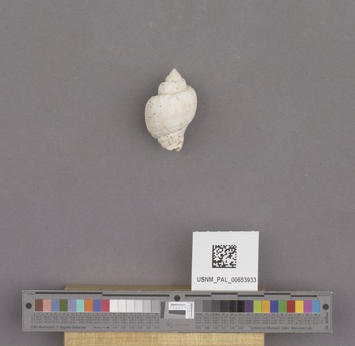 Gastropoda