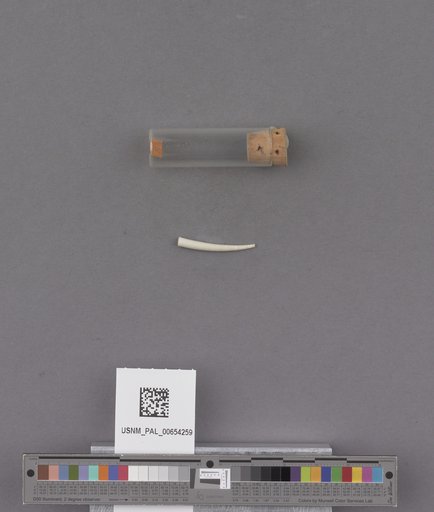 Scaphopoda