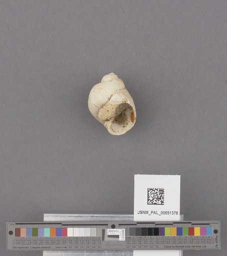 Gastropoda