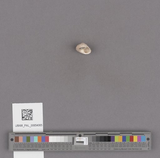 NSF ADBC EPICC TCN