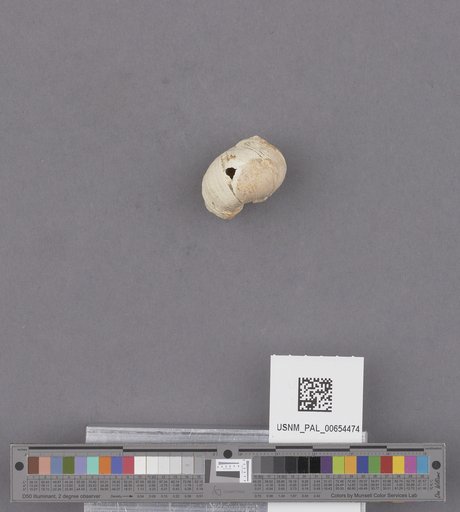 Gastropoda