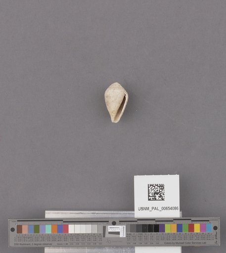 Gastropoda