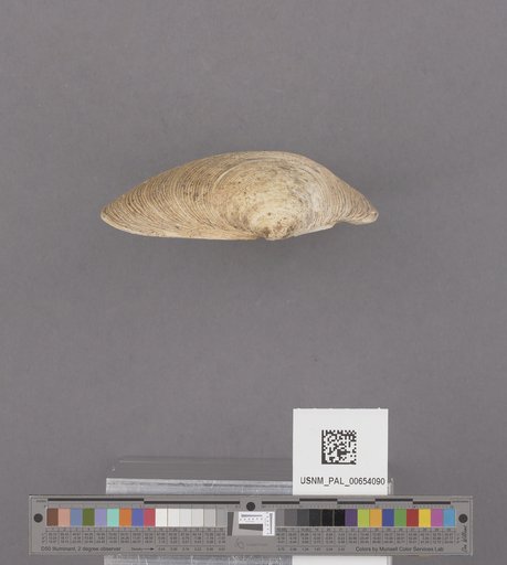 Bivalvia