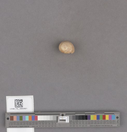 Gastropoda