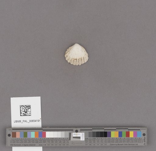 NSF ADBC EPICC TCN