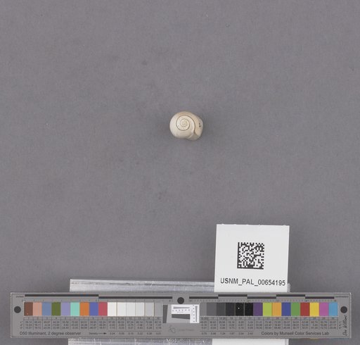 Gastropoda