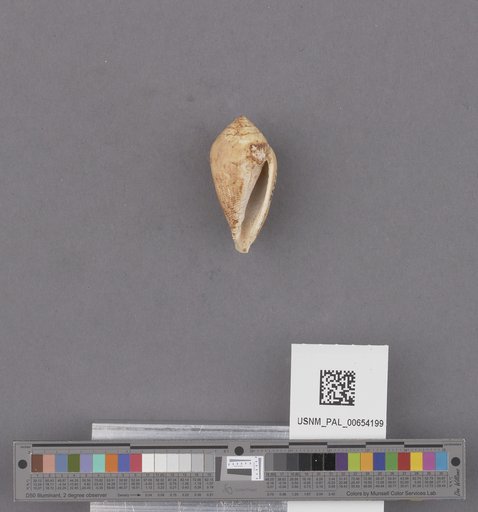 Gastropoda