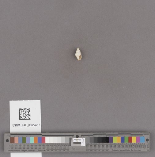 Gastropoda