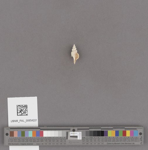 Gastropoda