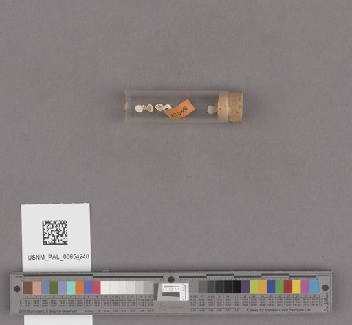 Bivalvia