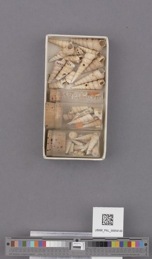 Turritella cooperi Carpenter