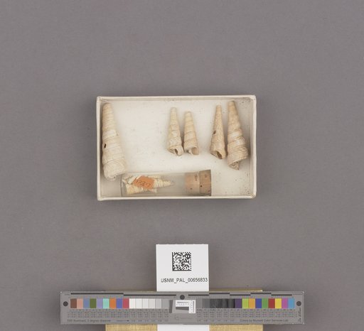 Turritella cooperi Carpenter