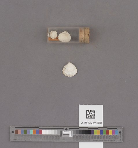 NSF ADBC EPICC TCN