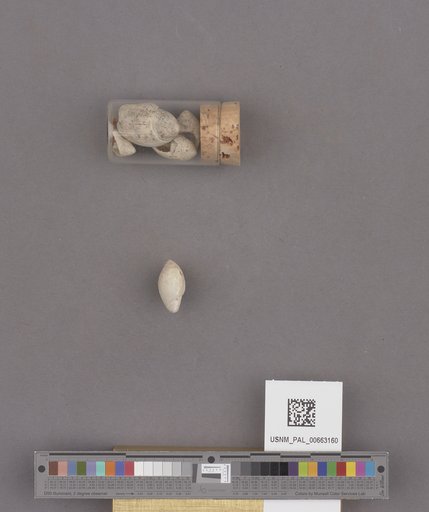 Gastropoda