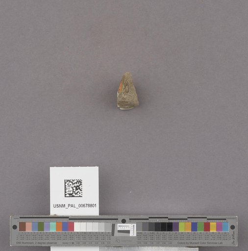 Conus cf. remondii Gabb