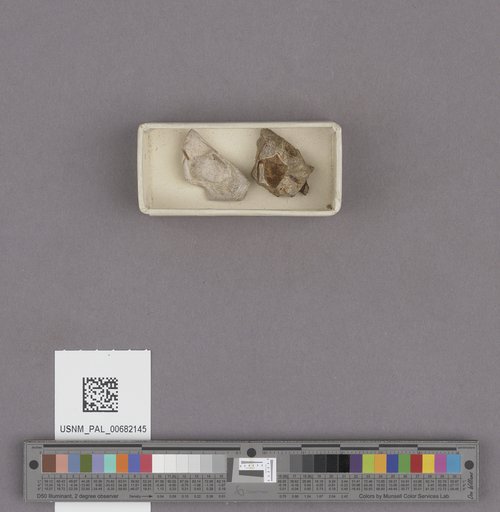 Conus owenianus Anderson