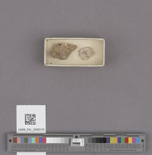 Conus owenianus Anderson