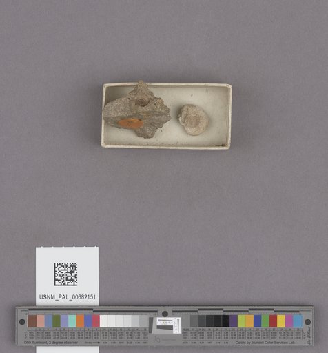 Conus owenianus Anderson