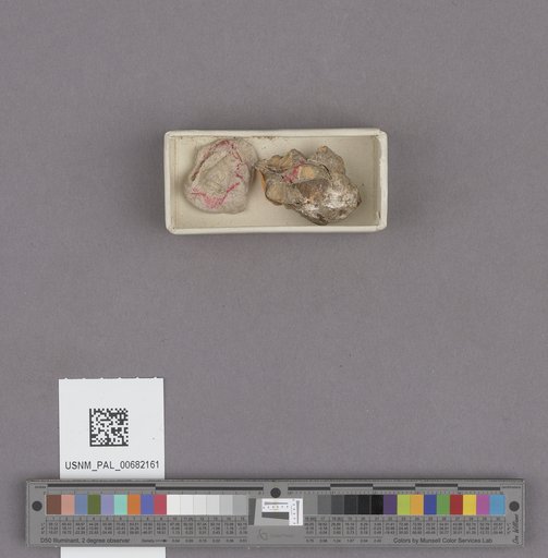 Conus owenianus ? Anderson