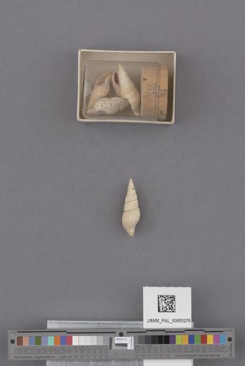 Gastropoda