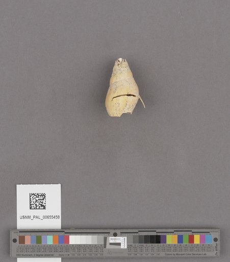 Gastropoda