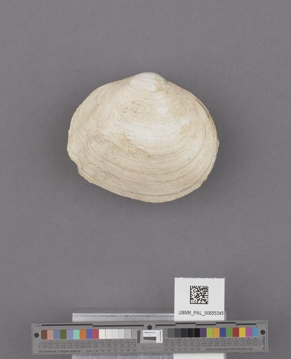 Bivalvia
