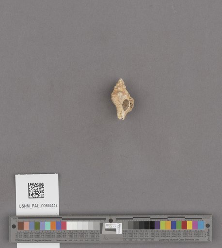 NSF ADBC EPICC TCN