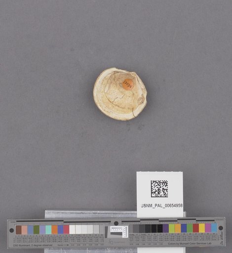 Bivalvia