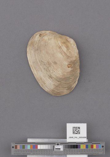 Bivalvia