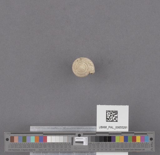 Gastropoda
