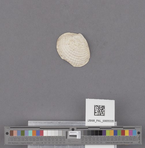 NSF ADBC EPICC TCN