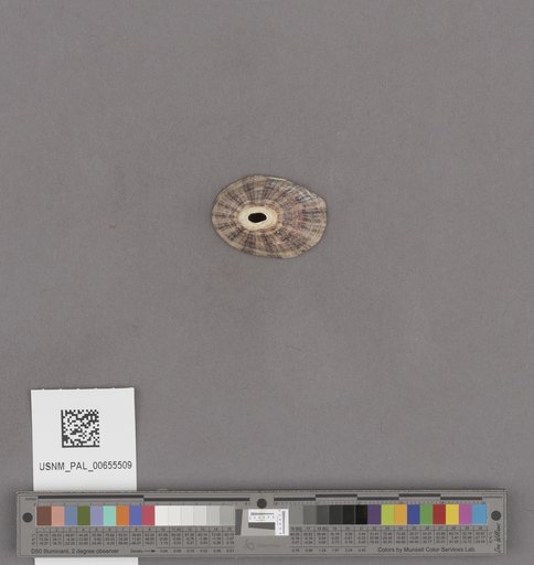 NSF ADBC EPICC TCN