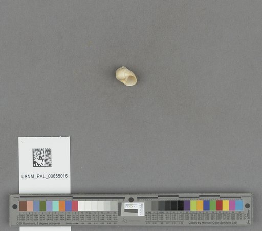 Gastropoda