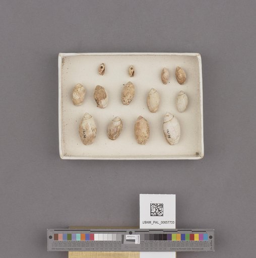 Olivella biplicata Sowerby