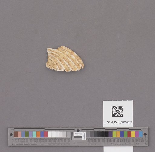 NSF ADBC EPICC TCN