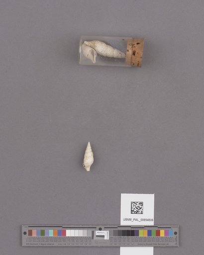 Gastropoda