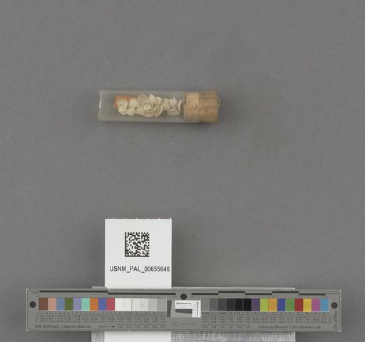 NSF ADBC EPICC TCN