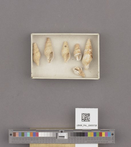 Gastropoda