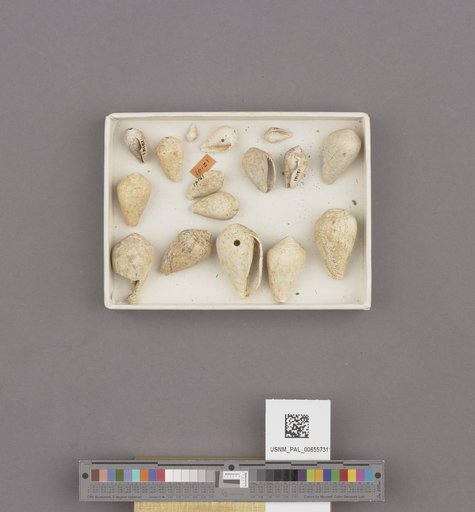Gastropoda