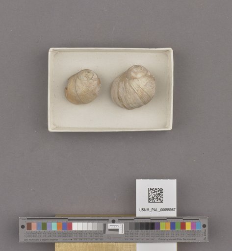 Gastropoda