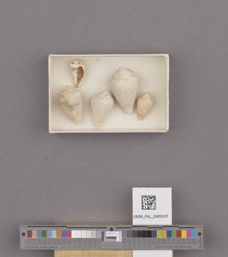 Gastropoda