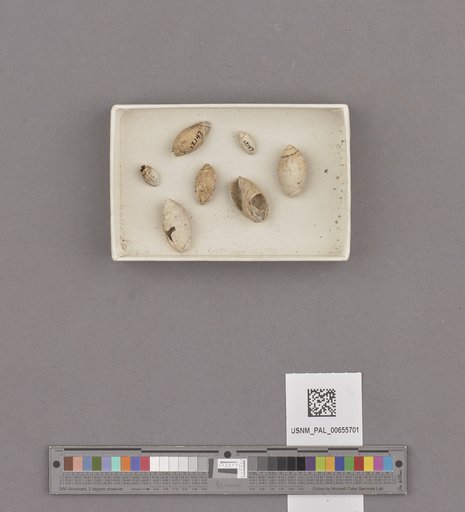 Gastropoda