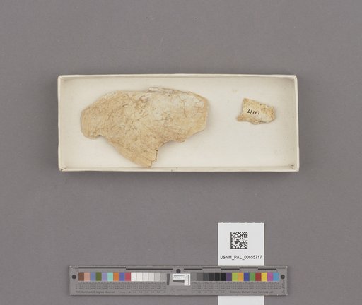 Bivalvia