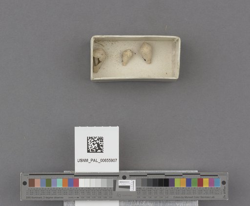 Conus californicus Reeve, 1844